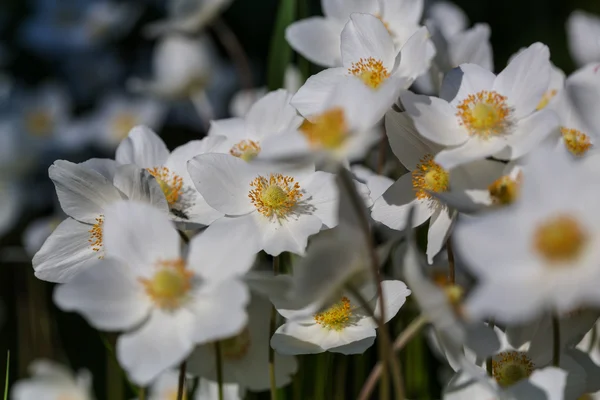 Schöne Frühlingsblumen — Stockfoto