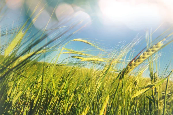 Campo de trigo verde — Fotografia de Stock