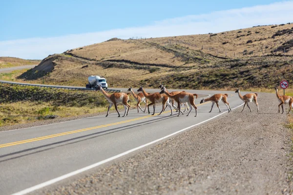 Guanaco Lamas i Patagonien — Stockfoto