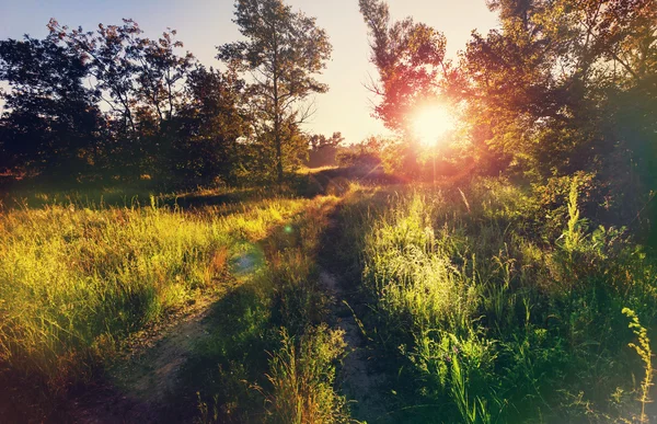 Sunny green meadow — Stock Photo, Image