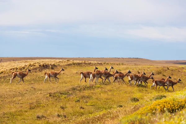 Çok Lamas Patagonya ' — Stok fotoğraf