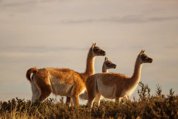 Lamy guanako v Patagonii — Stock fotografie