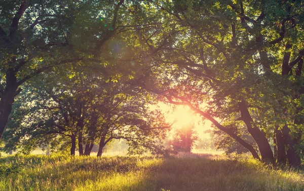 Sunny green meadow — Stock Photo, Image