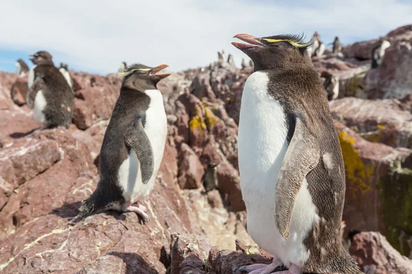 Rockhopper penguenler Arjantin — Stok fotoğraf