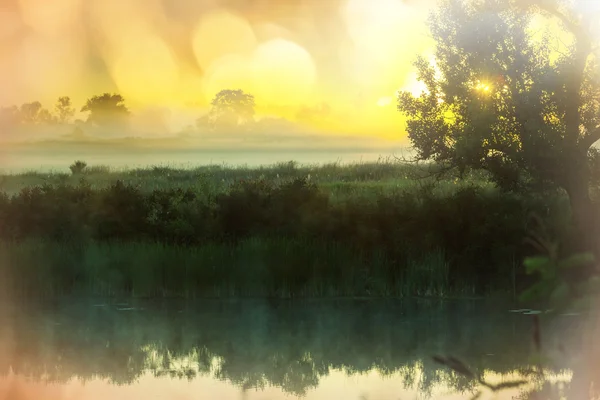 Floden dimma i sommar — Stockfoto