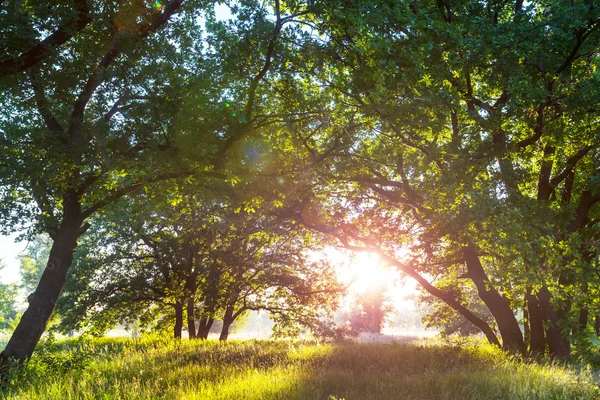 Zonnige groene weide — Stockfoto