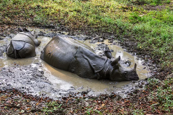 У національному парку Читван носороги — стокове фото