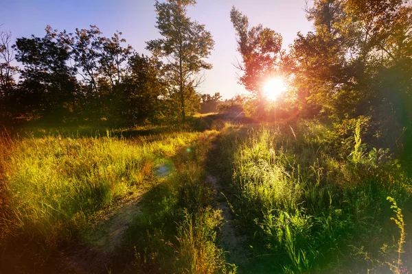 Soliga grön äng — Stockfoto