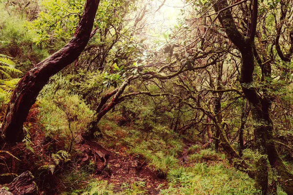Belle forêt à Madère — Photo