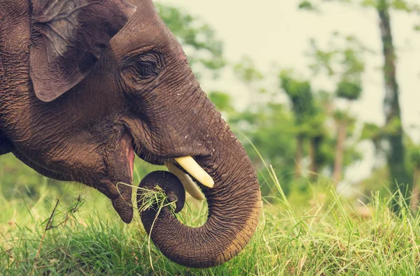 Elefante nel Parco Nazionale di Chitvan — Foto Stock