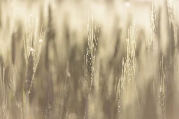 Pšeničné pole, zavřít — Stock fotografie