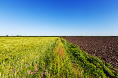 Buğday tarlası, kapat.