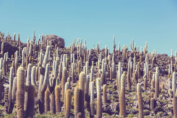 Kaktusy na górze w Boliwii — Zdjęcie stockowe