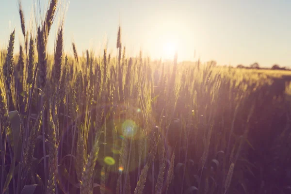 밀 밭, 가까이 서 — 스톡 사진