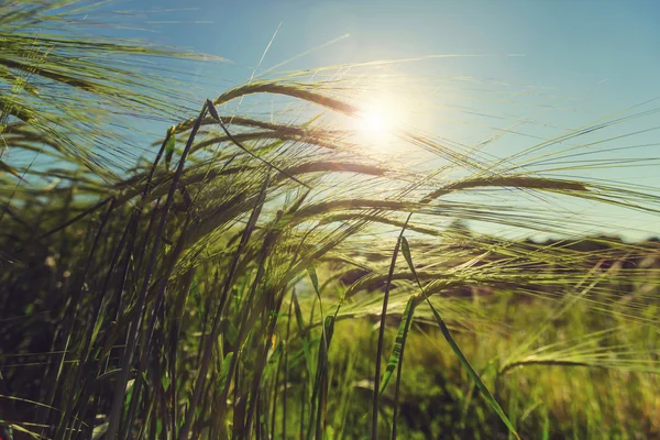 Wheat field, close up — Stock Photo, Image