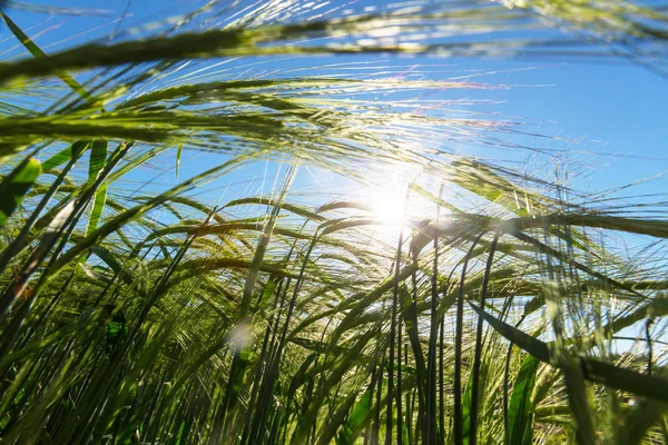 Weizenfeld aus nächster Nähe — Stockfoto