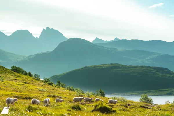 Norveç 'teki Lofoten Adaları — Stok fotoğraf