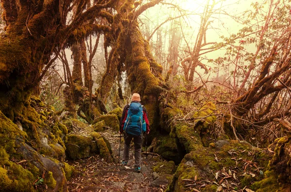 Randonneur dans les jungles himalayennes — Photo