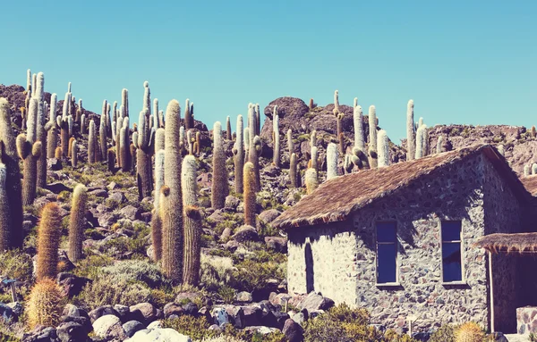 Cactuses on mountain in Bolivia — Stock Photo, Image