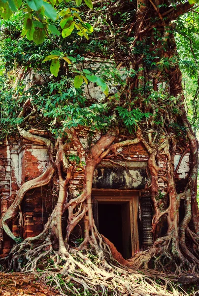 Antiguas ruinas de Angkor —  Fotos de Stock