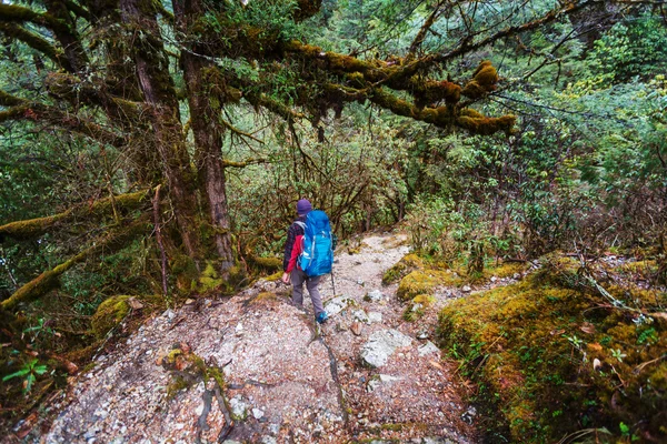 Nepal ormanlarda yürüyüş — Stok fotoğraf