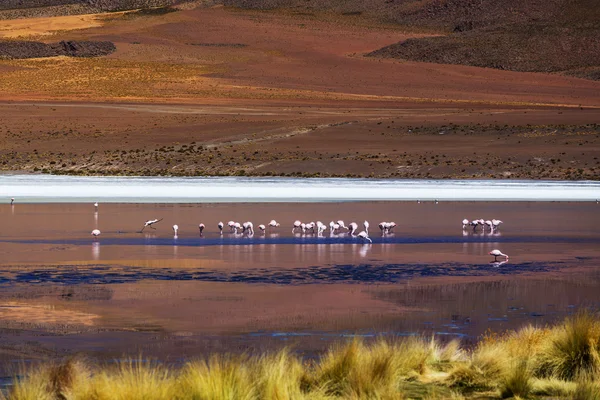 Flamingoer ved Altiplano søen - Stock-foto