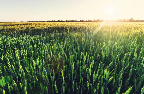 Wheat field, close up — Stock Photo, Image