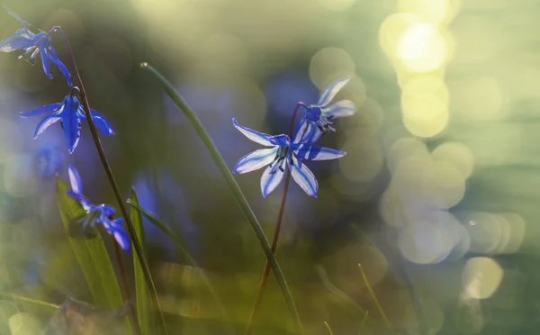 Vårblommor, närbild — Stockfoto