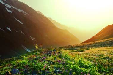 güneşli bir gün çayır