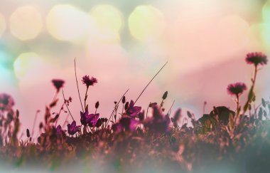 Dağ çayır çiçekler