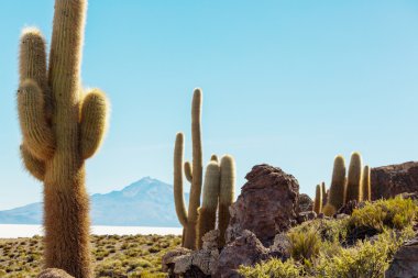 Bolivya'daki tepede kaktüsler