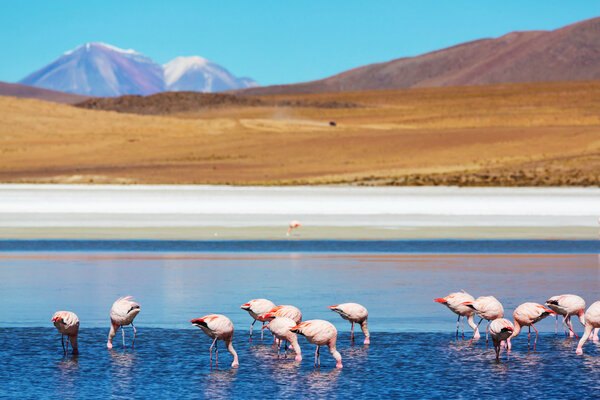 Flamingos on lake of Altiplano