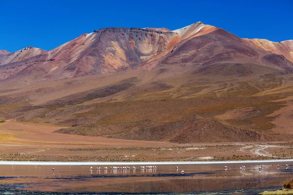 Plameňáci na jezeře Altiplano — Stock fotografie