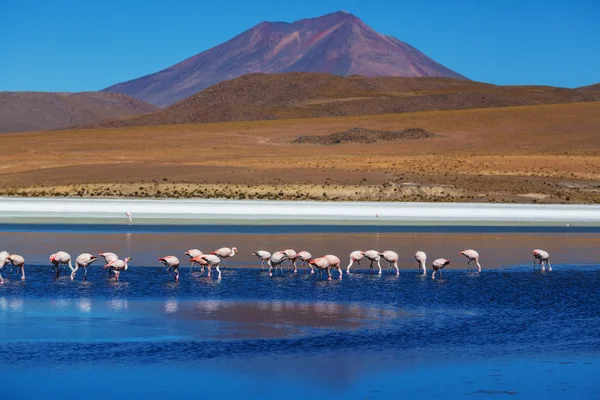 Flamingos auf dem See von Altiplano — Stockfoto