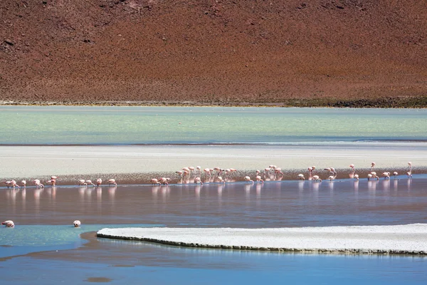 Flamingos auf dem See von Altiplano — Stockfoto