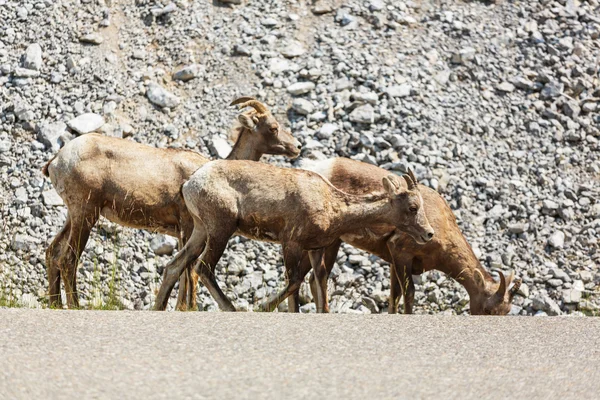 Montagna rocciosa pecore dalle corna grandi — Foto Stock