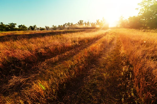 Estrada agrícola no prado — Fotografia de Stock