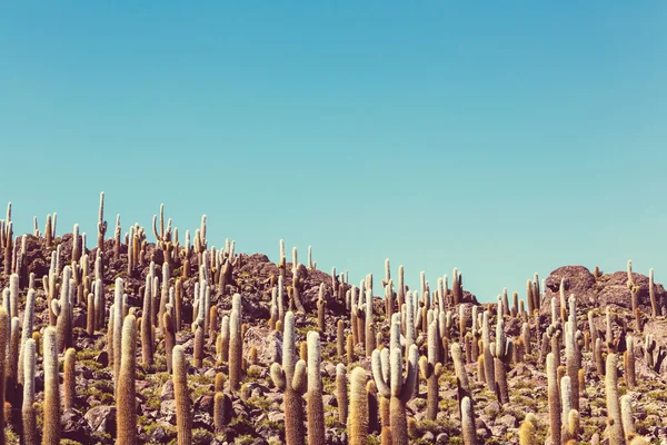 Cactuses on hill in Bolivia — Stock Photo, Image
