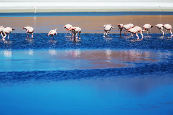 Flamingolar Altiplano Gölü üzerinde — Stok fotoğraf