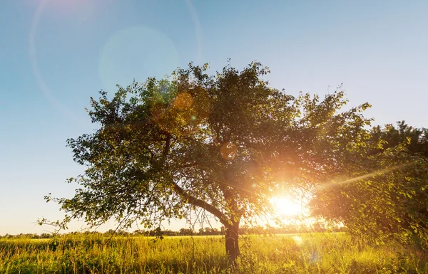 Prados ao pôr-do-sol — Fotografia de Stock