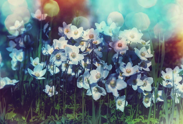 Flores da primavera, close-up — Fotografia de Stock