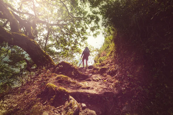 Wanderung im Nepal-Dschungel — Stockfoto