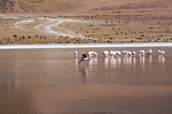 Flamingos auf dem See von Altiplano — Stockfoto