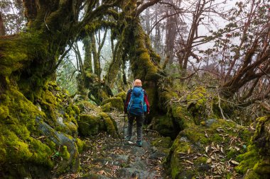 Uzun yürüyüşe çıkan kimse Himalaya ormanlarda