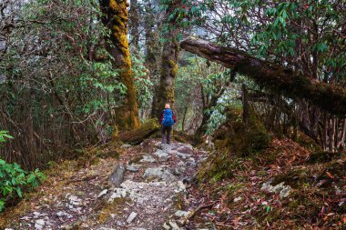 Uzun yürüyüşe çıkan kimse Himalaya ormanlarda