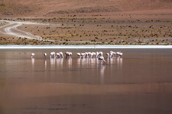 Flamencos en lago Bolivia —  Fotos de Stock