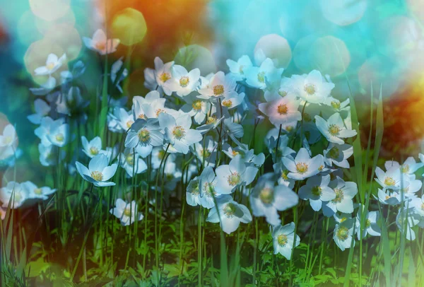 Pěkně bílé květy — Stock fotografie