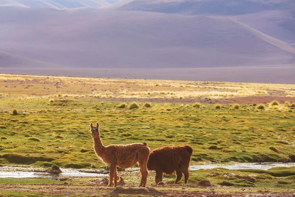 Zwei Lamas an sonnigem Tag — Stockfoto