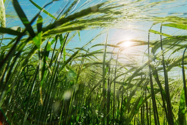 Campo de trigo verde —  Fotos de Stock