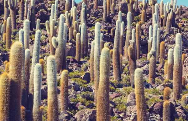 Kaktusy na kopci v Bolívii — Stock fotografie